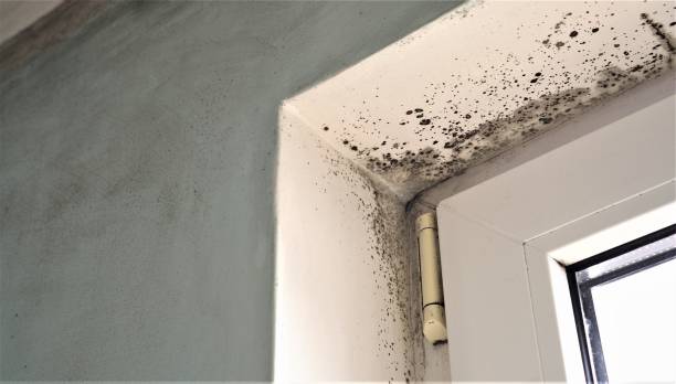 Best Attic Mold Removal  in Westmont, NJ